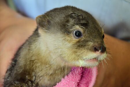Baby otter in the nursery sectionの写真素材