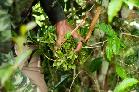 Harvesting tea leaves to make fermented tea leavesの写真素材