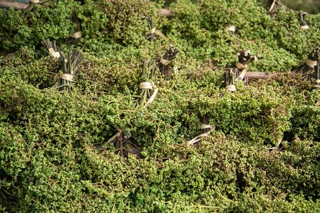 Zanthoxylum limonella Alston, fresh fruit in the step before being brought to the oven with hot air. To be used as spices for cooking and as herbs.の写真素材