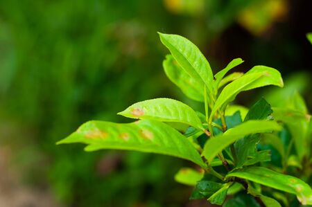 Tea plants that are growing and harvesting