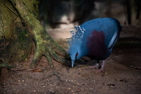 Victoria crowned pigeon is a blue-gray bird that is considered one of the most beautiful birds in...