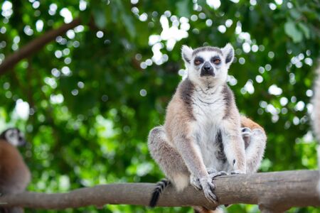 Ring-tailed lemur is instantly recognisable due to its long, bushy, black-and-white ringed tail.の写真素材