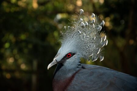 Victoria crowned pigeon is a blue-gray bird that is considered one of the most beautiful birds in...