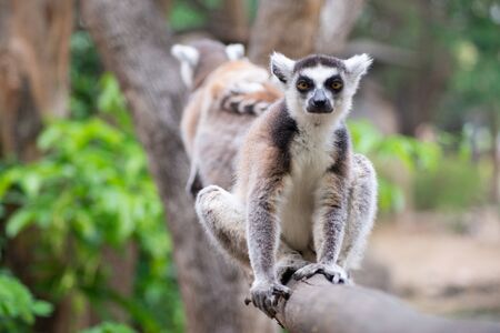 Ring-tailed lemur is instantly recognisable due to its long, bushy, black-and-white ringed tail.