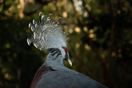 Victoria crowned pigeon is a blue-gray bird that is considered one of the most beautiful birds in the world.の写真素材