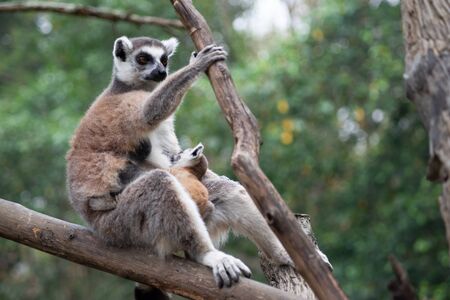 Lemur is raising their babyの写真素材