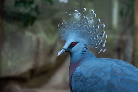 Victoria crowned pigeon is a blue-gray bird that is considered one of the most beautiful birds in the world.の写真素材
