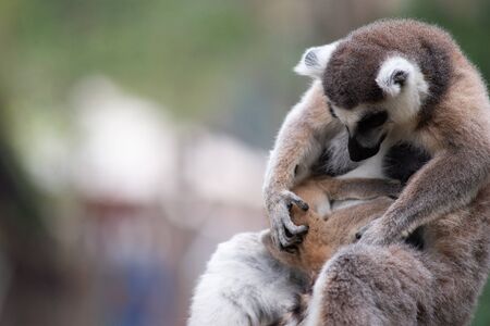 Lemur is raising their baby