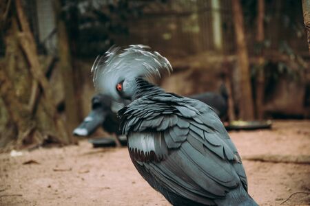 Victoria crowned pigeon is a blue-gray bird that is considered one of the most beautiful birds in the world.の写真素材