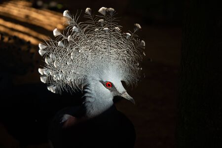 Victoria crowned pigeon is a blue-gray bird that is considered one of the most beautiful birds in the world.の写真素材