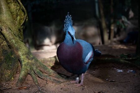 Victoria crowned pigeon is a blue-gray bird that is considered one of the most beautiful birds in the world.の写真素材