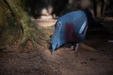 Victoria crowned pigeon is a blue-gray bird that is considered one of the most beautiful birds in the world.の写真素材
