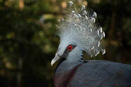 Victoria crowned pigeon is a blue-gray bird that is considered one of the most beautiful birds in the world.の写真素材