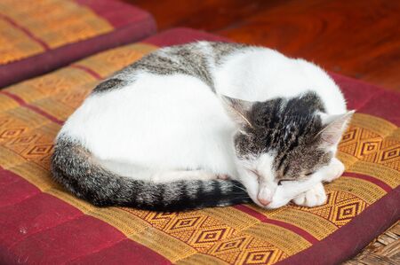 Cats are animals that spend a lot of time during the day for sleeping.の写真素材