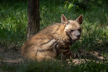 Striped hyenas have a broad head with dark eyes, a thick muzzle, and large, pointed ears.の写真素材
