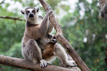 Lemur is raising their babyの写真素材