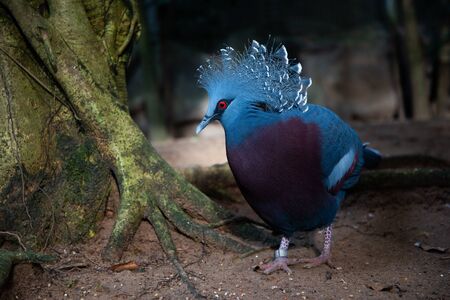 Victoria crowned pigeon is a blue-gray bird that is considered one of the most beautiful birds in the world.の写真素材