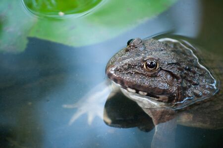 Raising frogs to increase farmers' incomeの写真素材