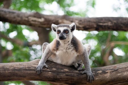 Ring-tailed lemur is instantly recognisable due to its long, bushy, black-and-white ringed tail.の写真素材