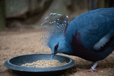 Victoria crowned pigeon is a blue-gray bird that is considered one of the most beautiful birds in the world.の写真素材