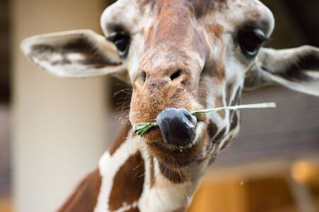 When giraffes use their lips and tongue to eat.の写真素材