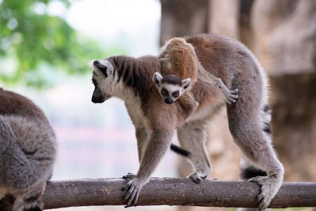 Lemur is raising their baby