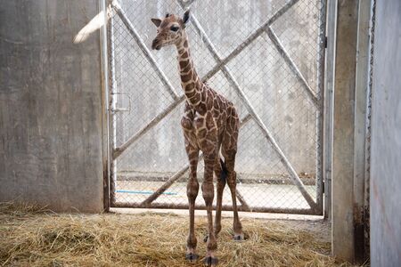 Baby giraffe is giving birth on the land during the first birth.の写真素材