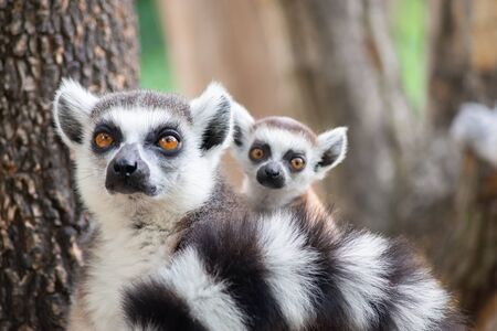 Lemur is raising their baby