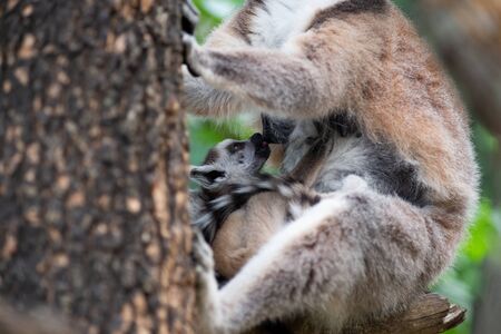 Lemur is raising their babyの写真素材