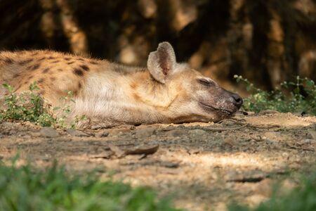 The hyena is Africaâs most common large carnivore.の写真素材