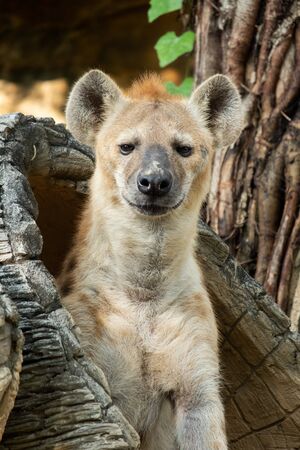 The hyena is Africaâs most common large carnivore.の写真素材