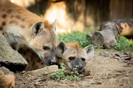 The hyena is Africaâs most common large carnivore.の写真素材