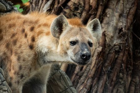 The hyena is Africaâs most common large carnivore.の写真素材