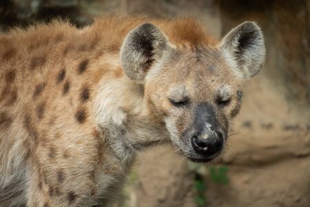 The hyena is Africaâs most common large carnivore.の写真素材