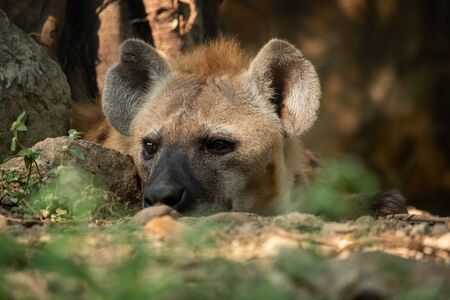 The hyena is Africaâs most common large carnivore.の写真素材