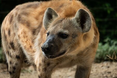 The hyena is Africaâs most common large carnivore.の写真素材