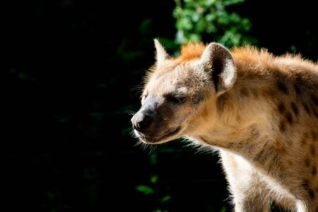 The hyena is Africaâs most common large carnivore.の写真素材