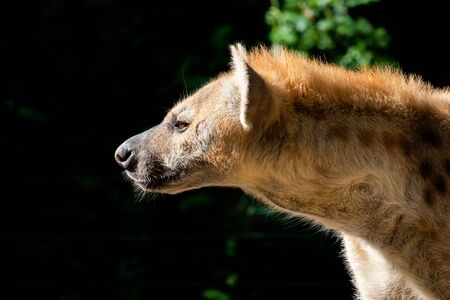 The hyena is Africaâs most common large carnivore.の写真素材