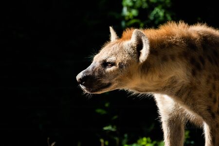 The hyena is Africaâs most common large carnivore.の写真素材
