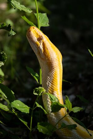 Burmese pythons are one of the five largest snakes in the world and are native to Southeast Asiaの写真素材