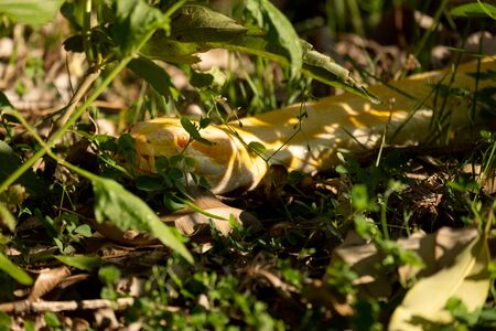 Burmese pythons are one of the five largest snakes in the world and are native to Southeast Asiaの写真素材