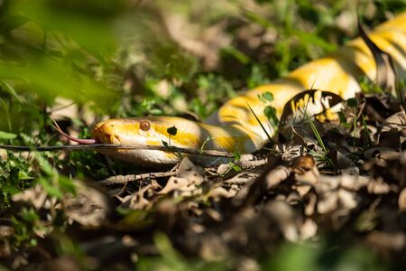 Burmese pythons are one of the five largest snakes in the world and are native to Southeast Asia