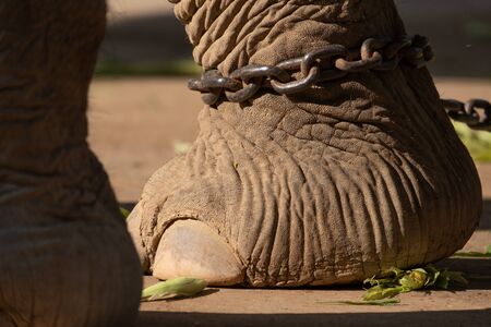 The ankle of an elephant with a chain. In one view, there is no freedom of elephants.の写真素材