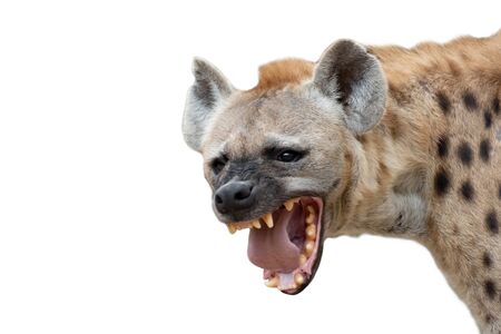 The hyena is Africaâs most common large carnivore.の写真素材