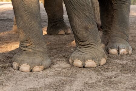 closeup image nail and foot of elephantの写真素材