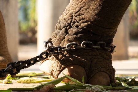 The ankle of an elephant with a chain. In one view, there is no freedom of elephants.の写真素材