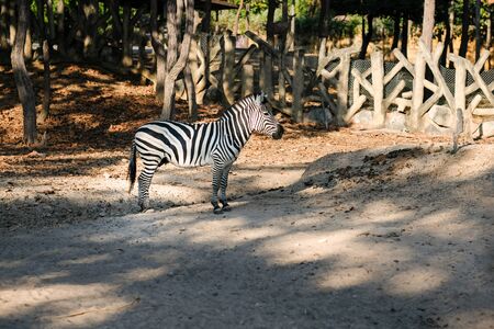 Zebras stripes perhaps serve to dazzle and confuse predators and biting insects, or to control the animalâs body heat.の写真素材