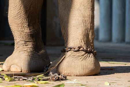 The ankle of an elephant with a chain. In one view, there is no freedom of elephants.の写真素材