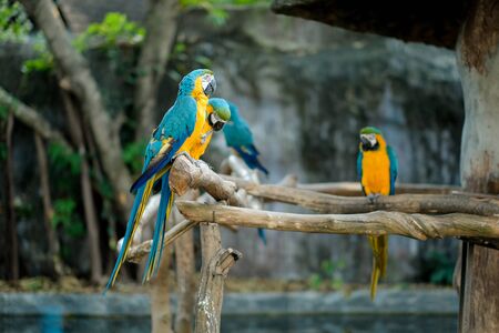 In the wild, macaws help promote forest growth by dropping a lot seed they are eating on the ground and spreading seeds throughout the forest.の写真素材