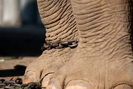 The ankle of an elephant with a chain. In one view, there is no freedom of elephants.の写真素材